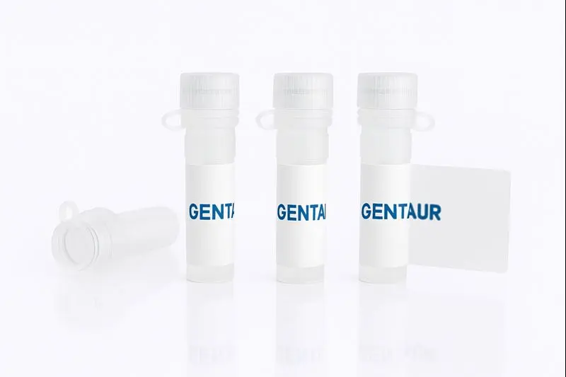 Human cytomegalovirus Glycoprotein B/gB (HEK293)